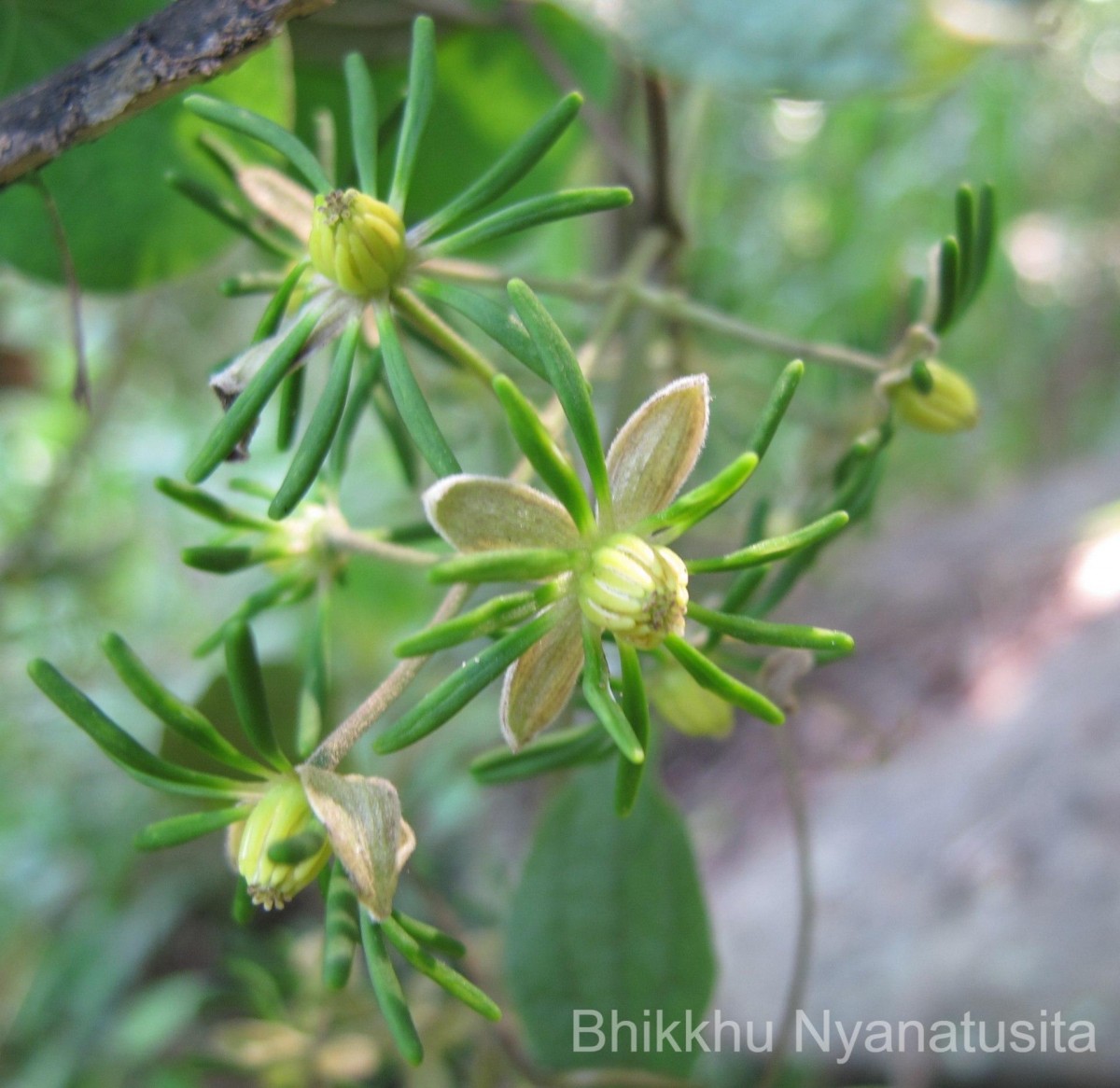 Clematis zeylanica (L.) Poir.